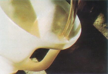 Recycling Ideas: A Plastic Bugle Image